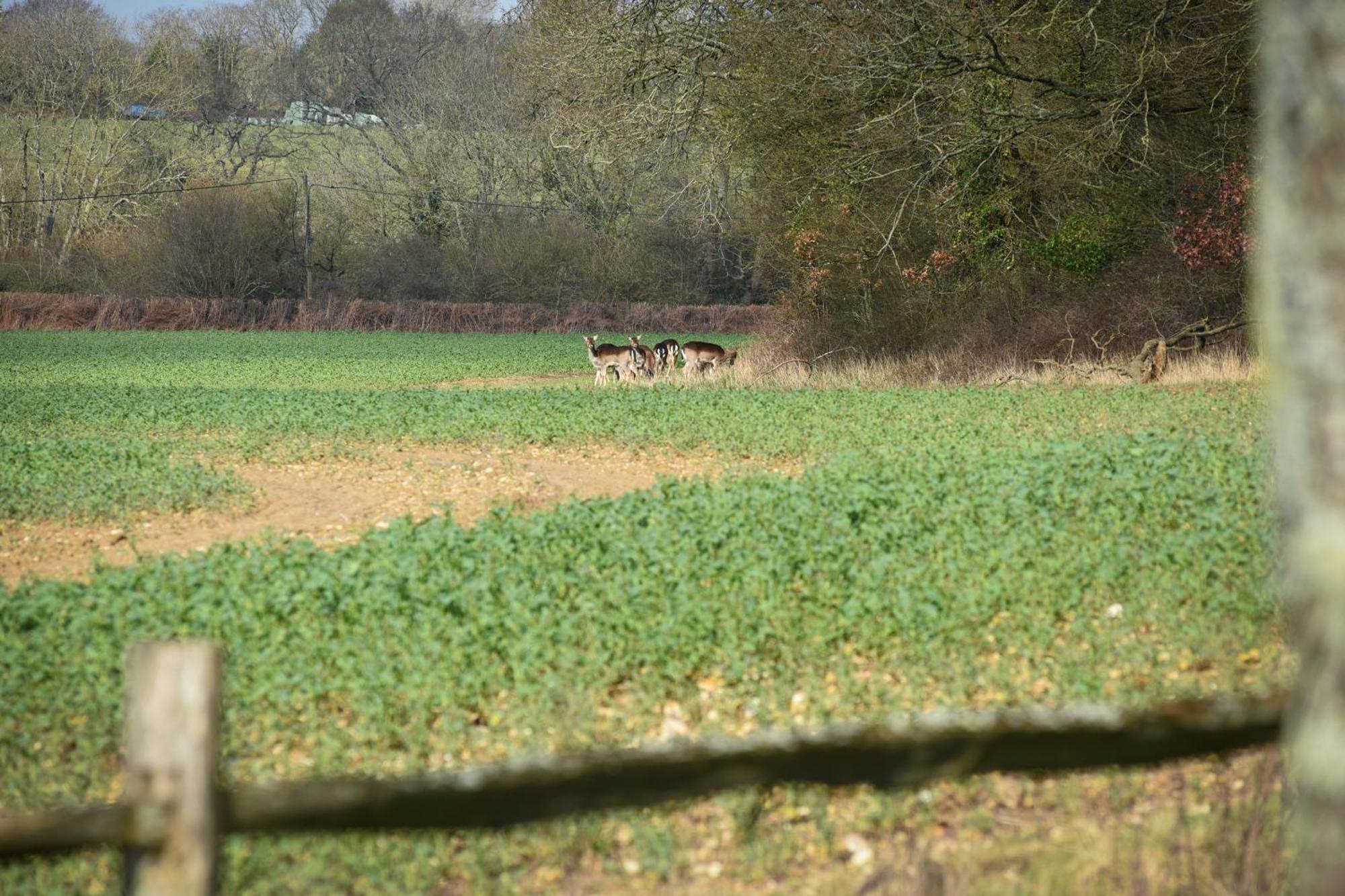 Air Maison - The Cow Shed Wow Factor Countryside Retreat Westbourne  Luaran gambar